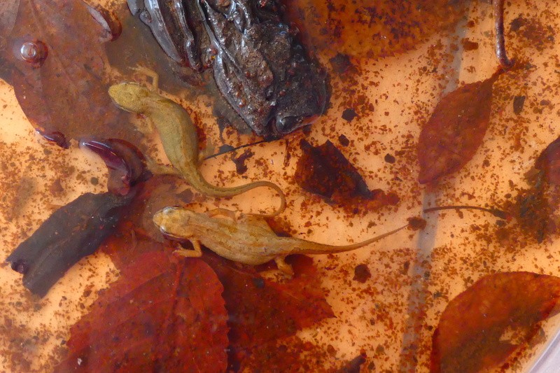 Jeunes tritons palmés piégés dans un seau rempli d'eau puis relâchés