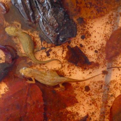 Anoures et autres amphibiens