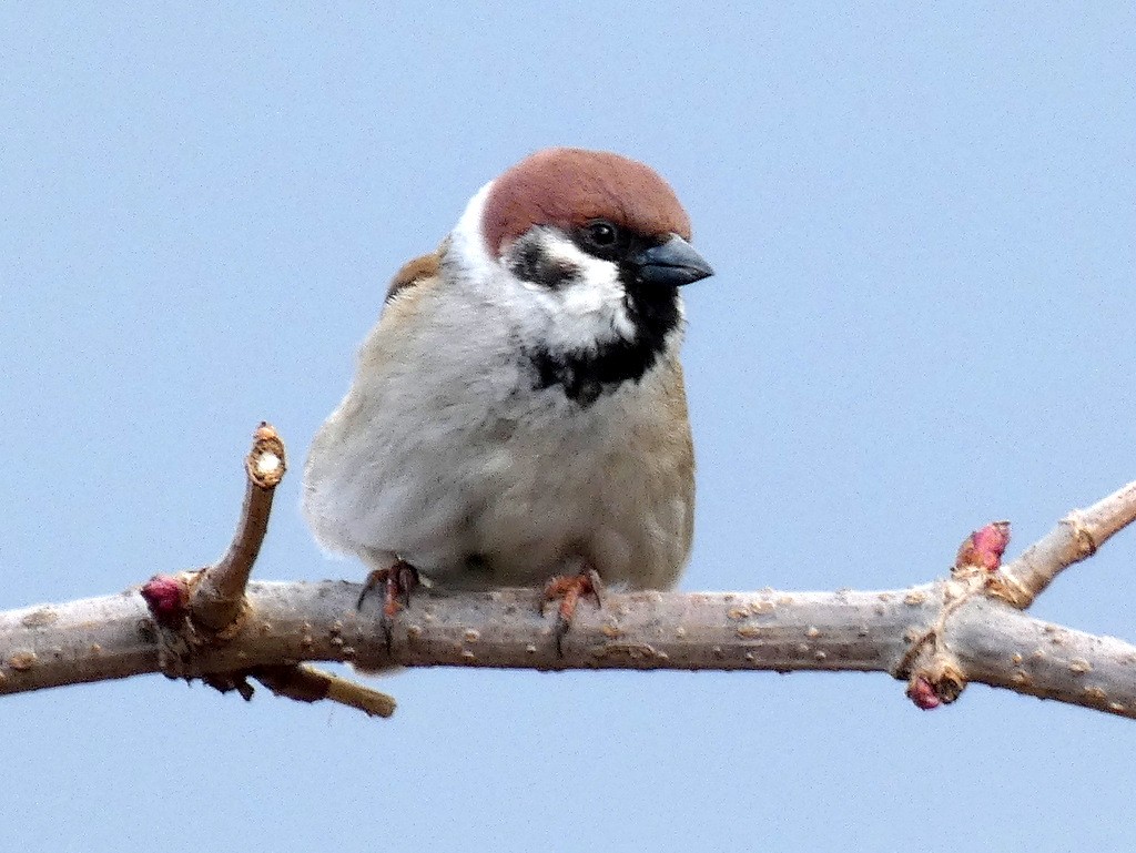 Moineau friquet