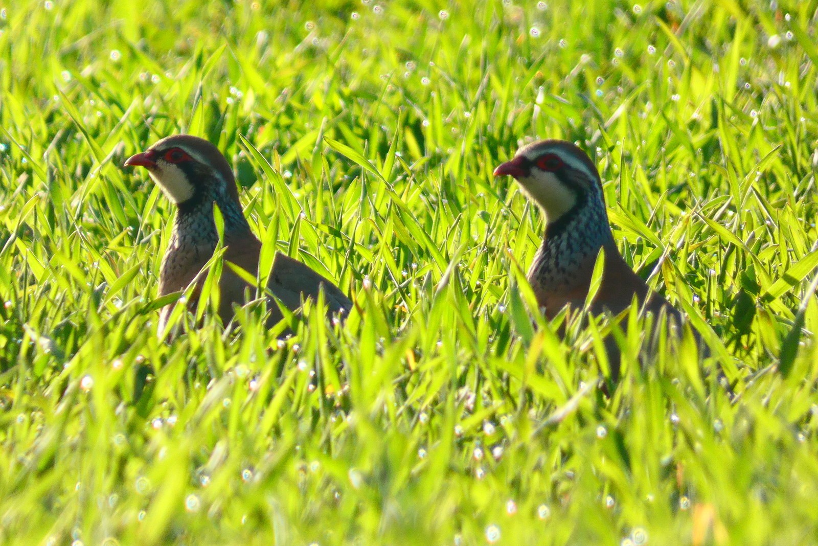 Couple de perdrix rouge au vert