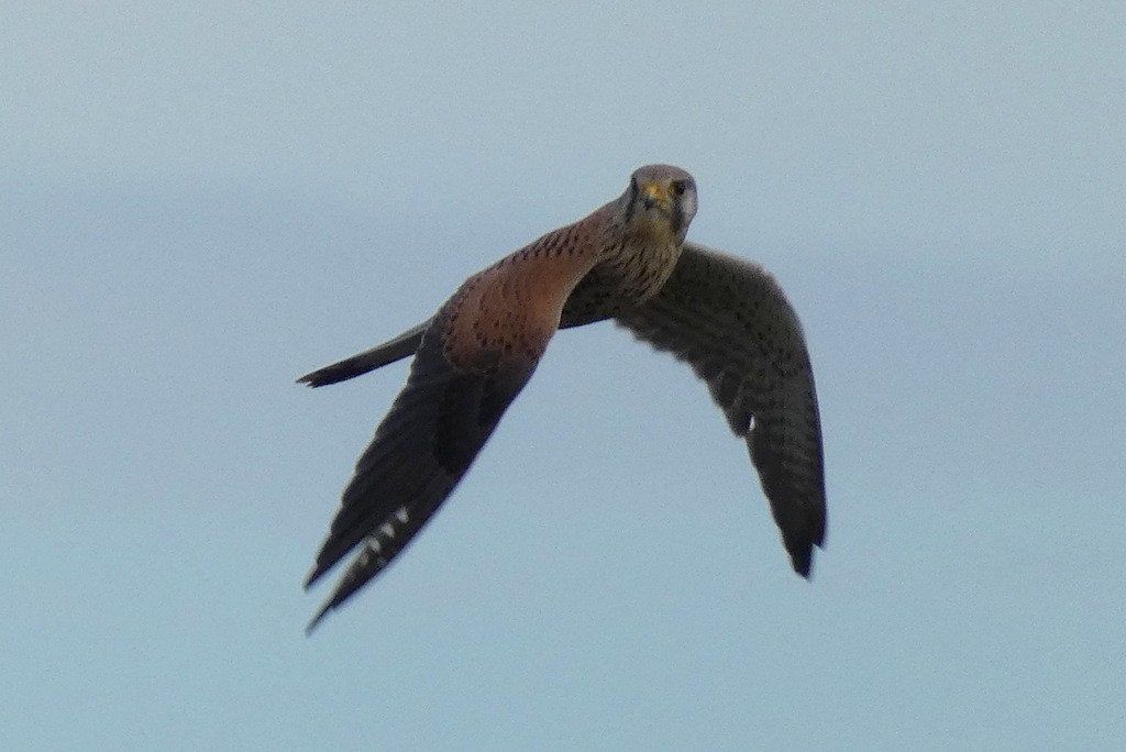 Faucon crécerelle