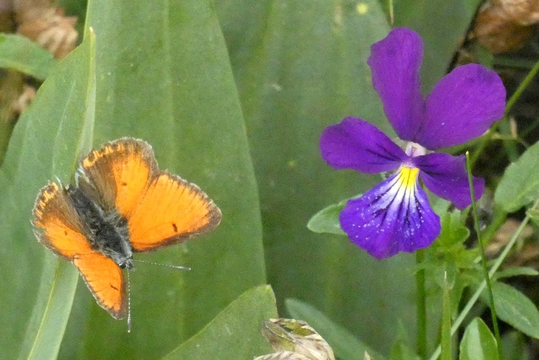 Une pensée violette pour le cuivré écarlate