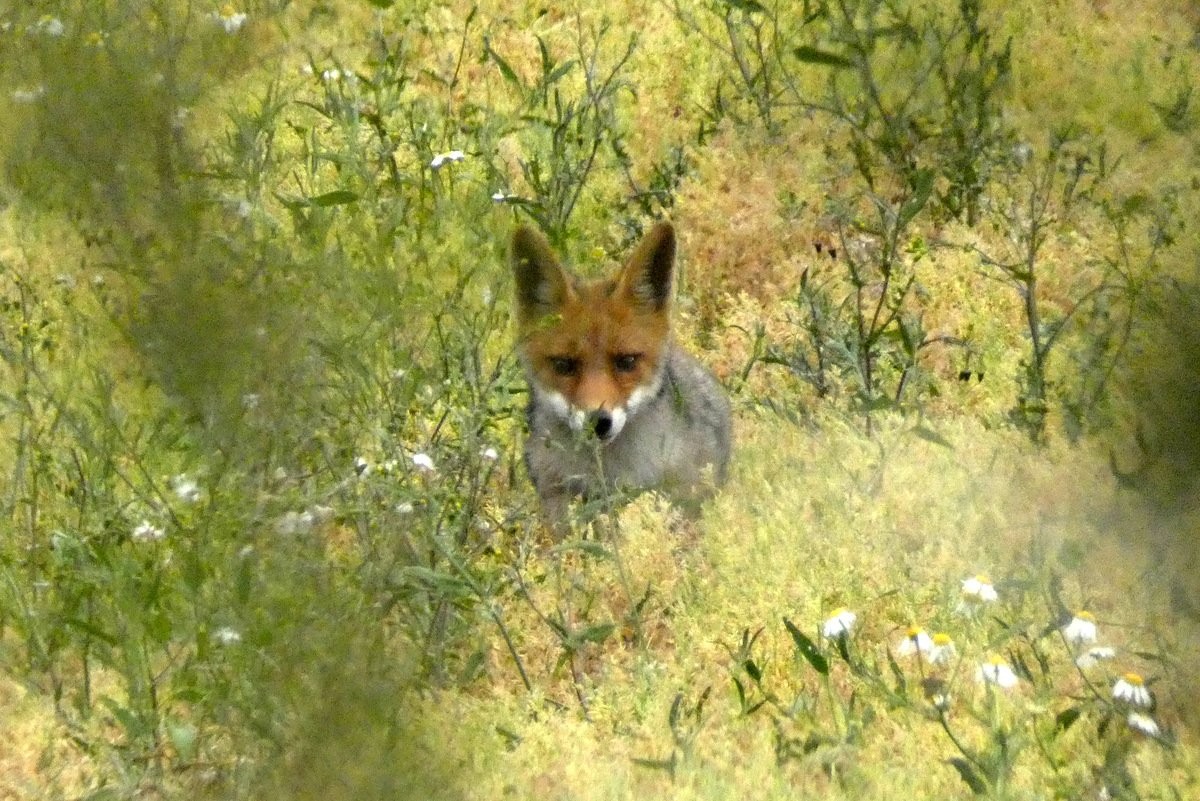 Jeune renard