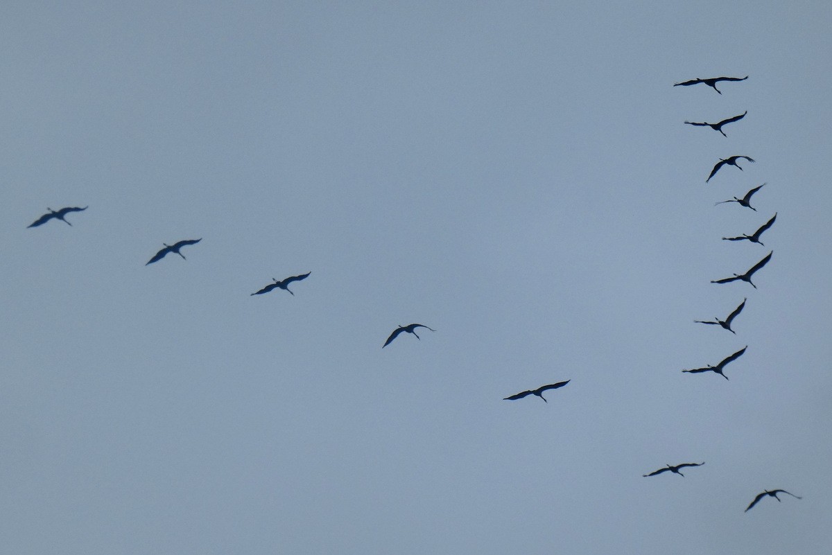 Grues cendrées survolant Chassagnes avant de rejoindre leurs quartiers d'hiver