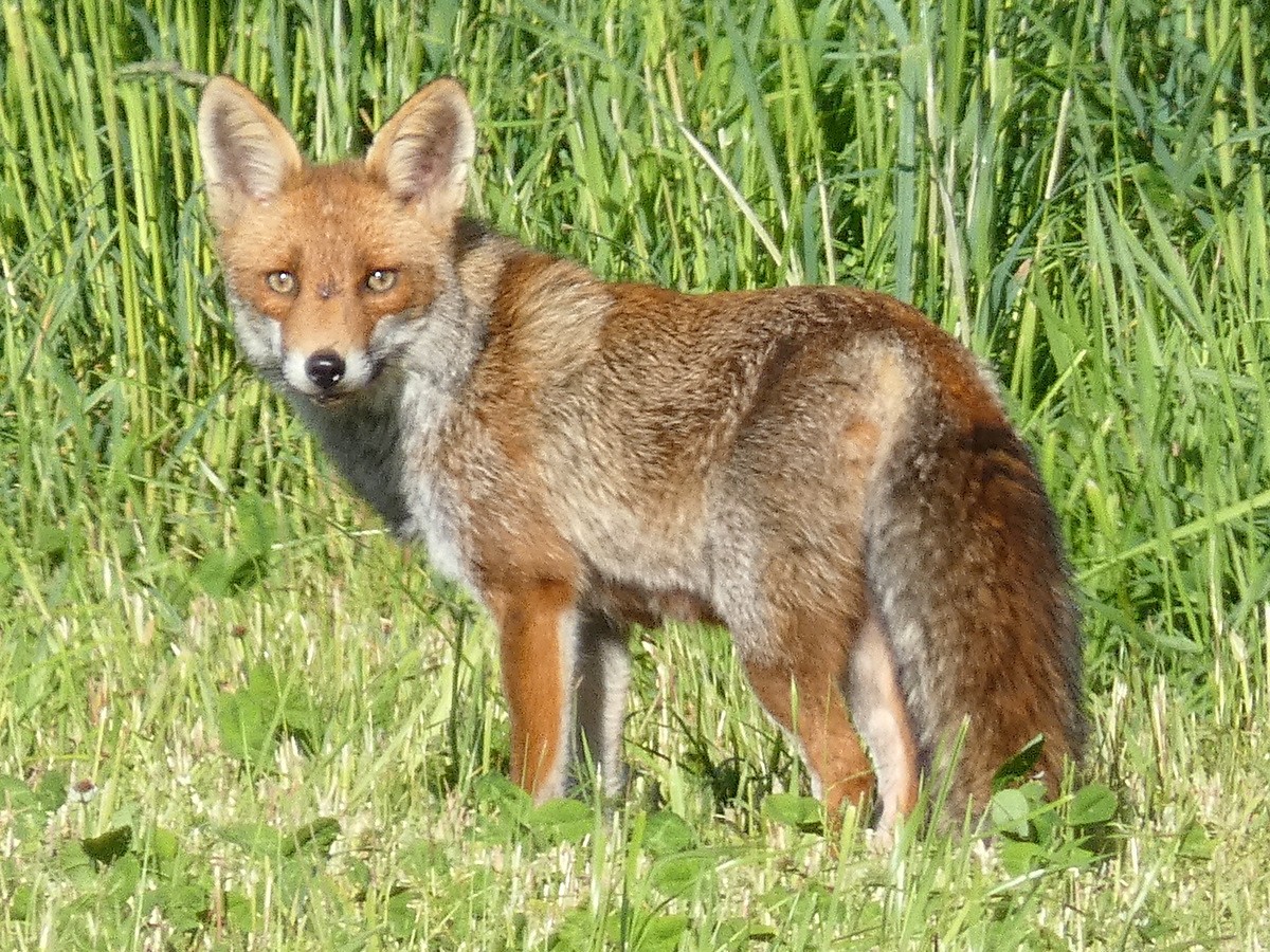 Renard roux