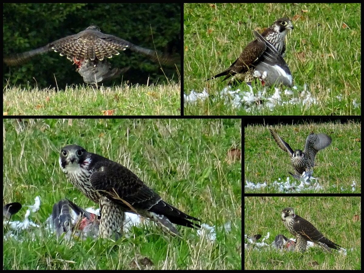 Faucon pelerin à la plumée de ramier
