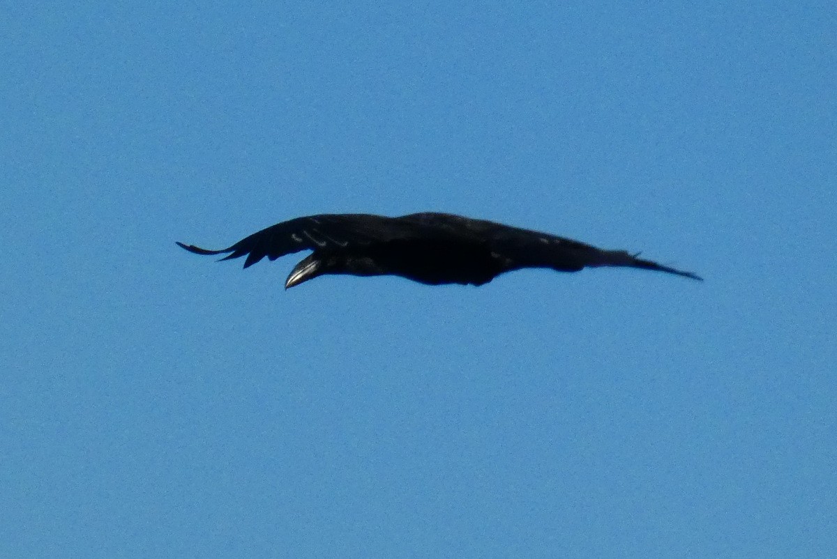 Grand corbeau, reconnaissable ici à son bec