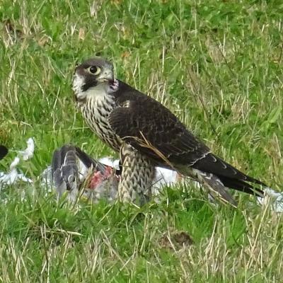 Faucon pélérin à la plumée de ramier à chassagnes