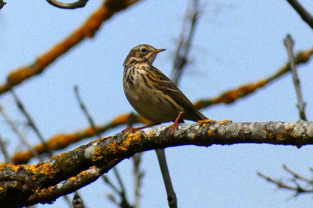 Pipit farlouse