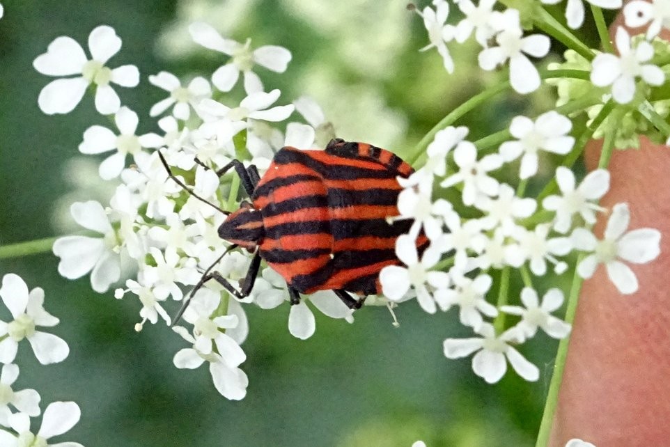 Punaise arlequin (ou graphosome d'Italie)