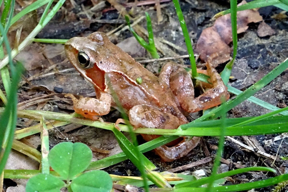 Grenouille agile 