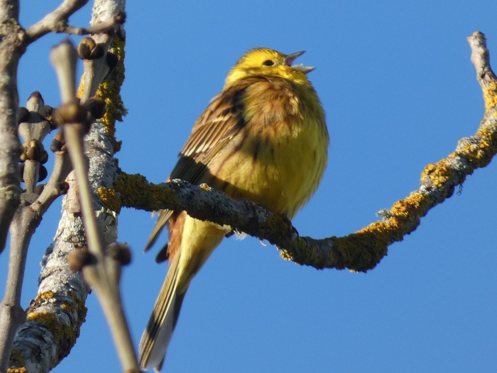 Bruant jaune mâle