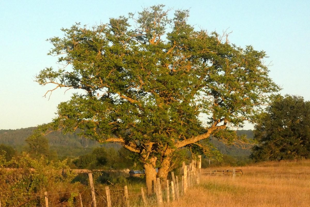 Qui suis-je ? La réponse est cachée dans l'arbre.