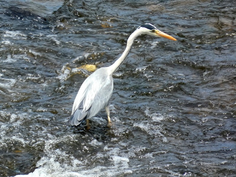Héron cendré à la pêche