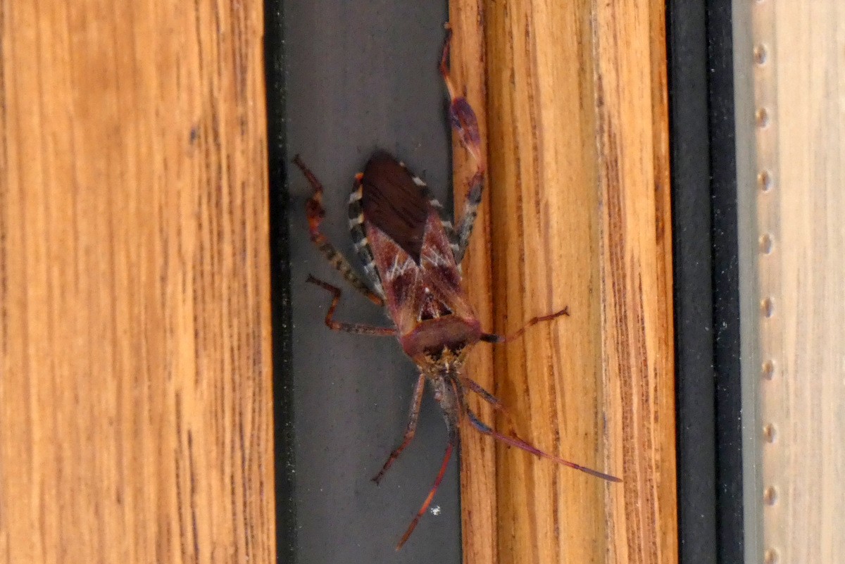 Punaise diabolique (espèce invasive récente)