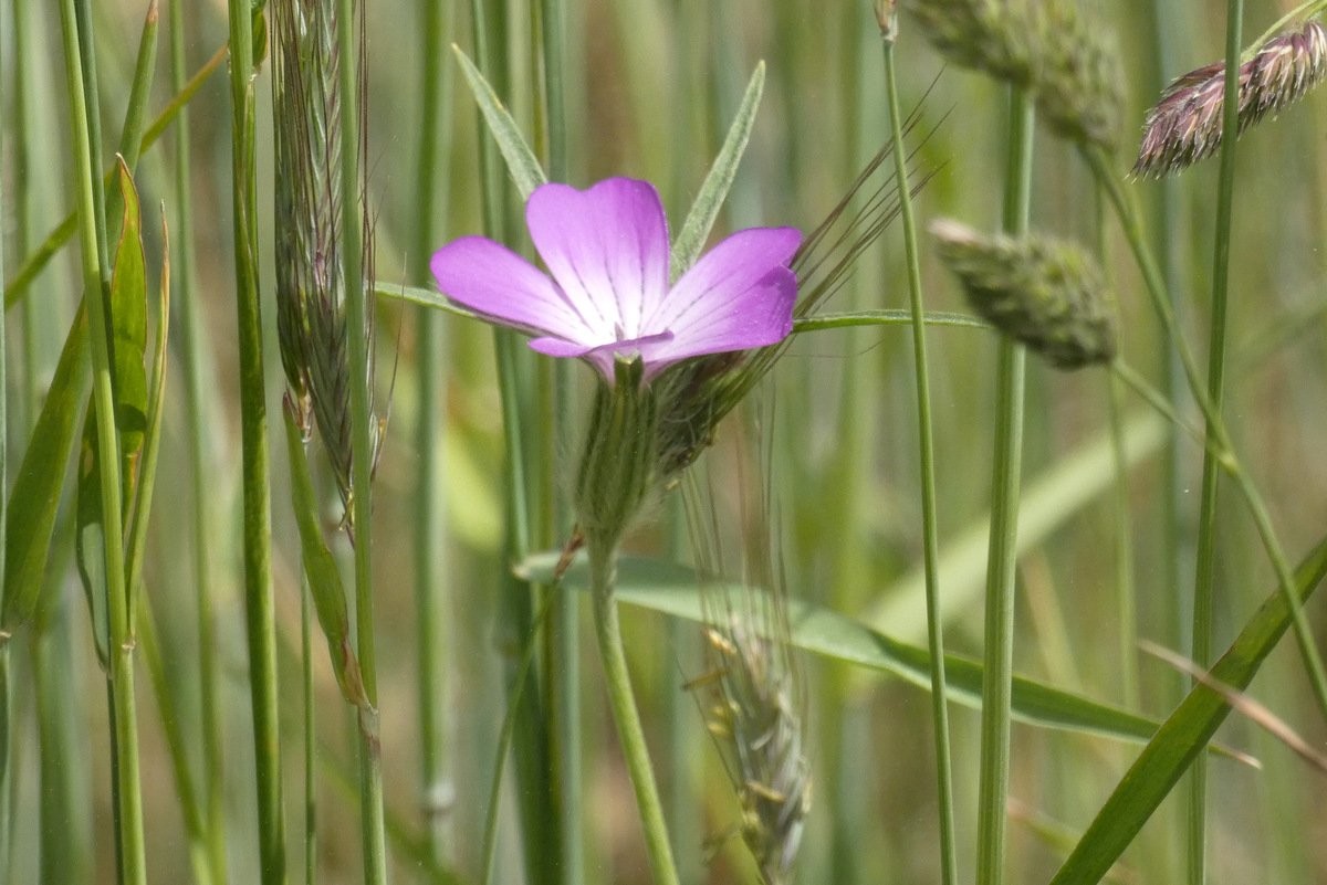 Nielle des blés