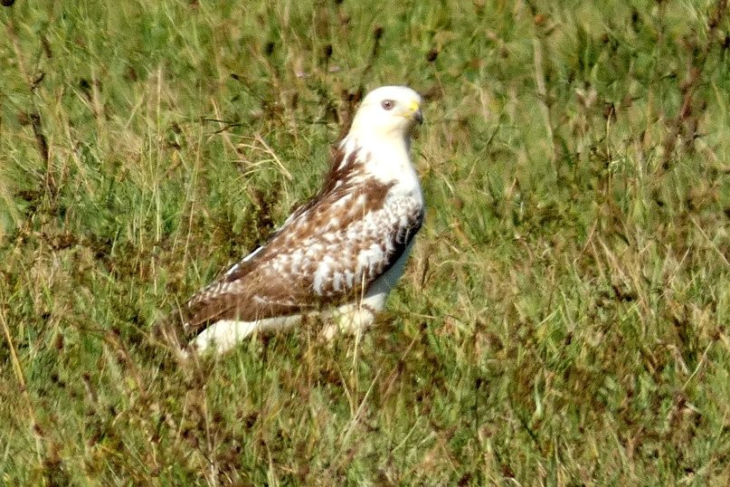 Buse  variable... comme son nom l'indique