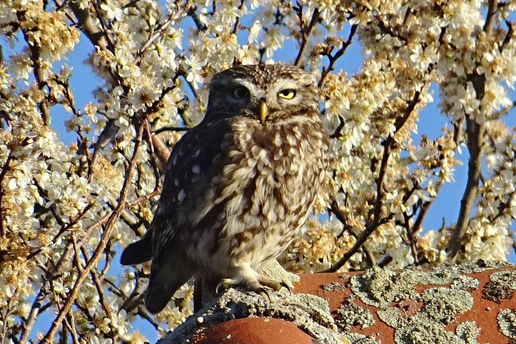 Chouette d'Athéna, dite aux yeux d'or