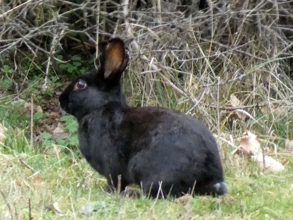 Lapin de garenne mélanique