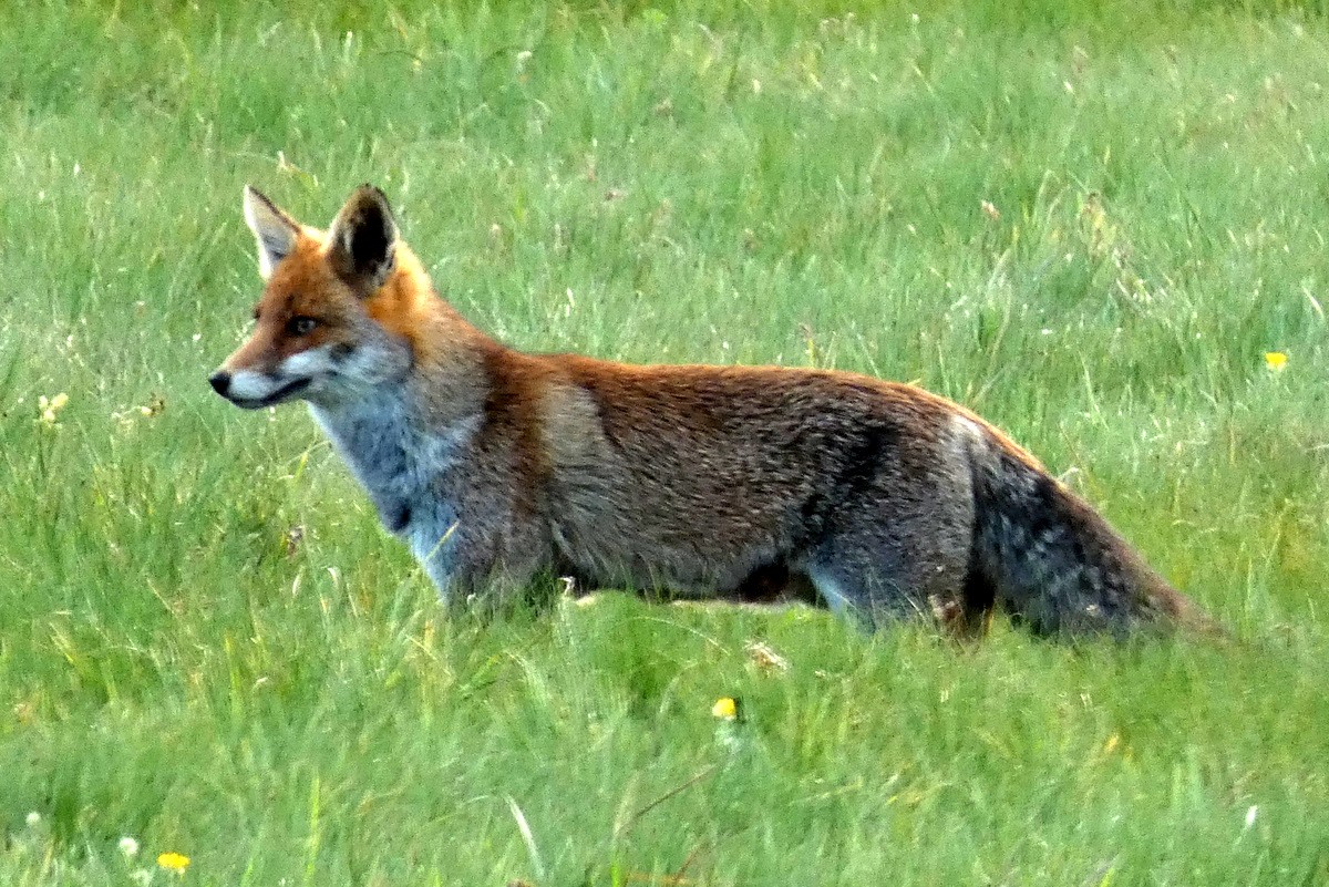 Renard roux