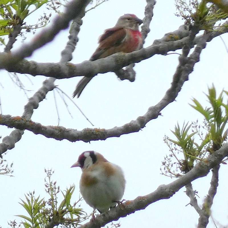 Linotte mélodieuse et chardonnet élégant, s'ignorant superbement