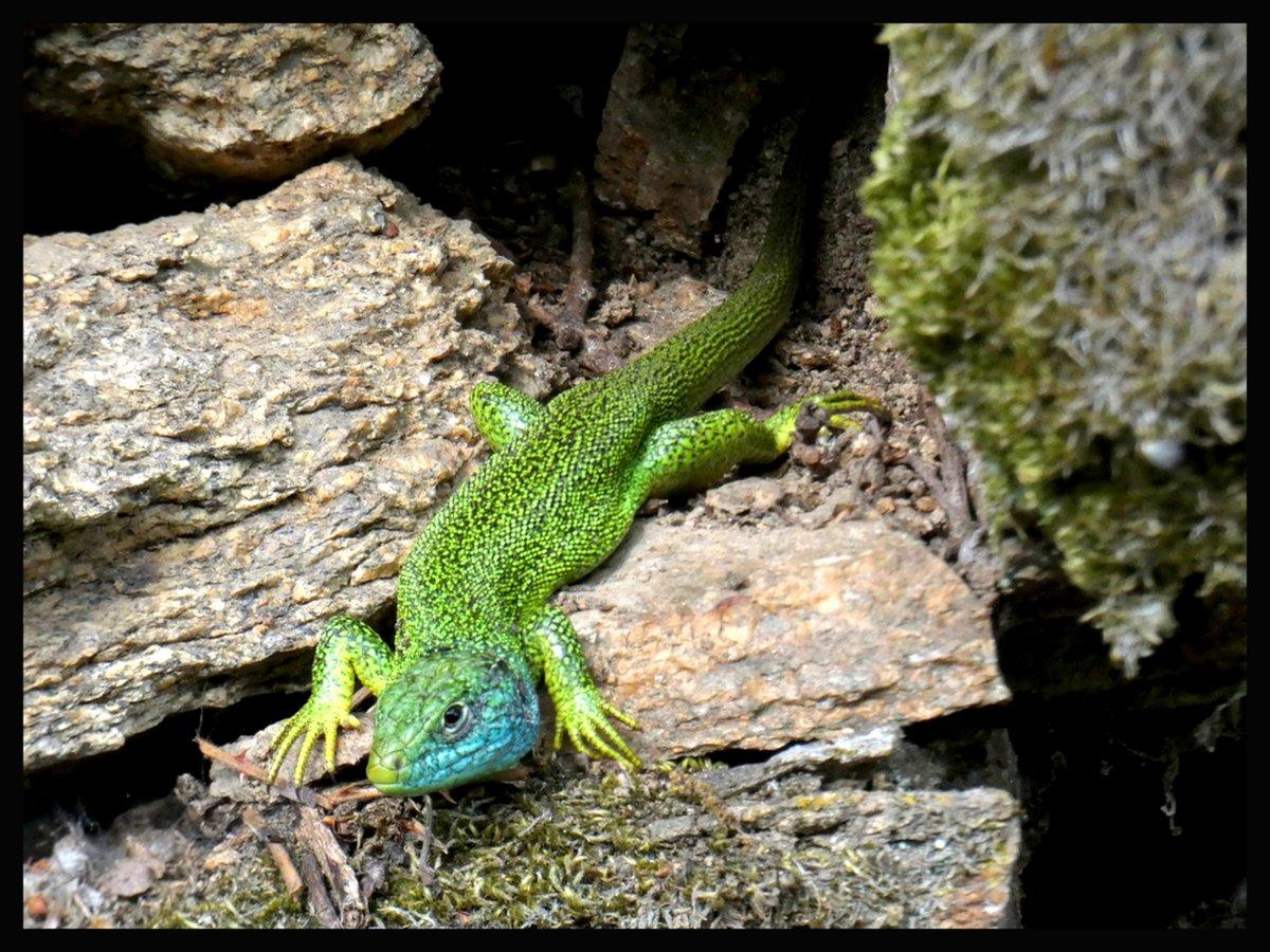 Lézard à l'entrée de son gîte.