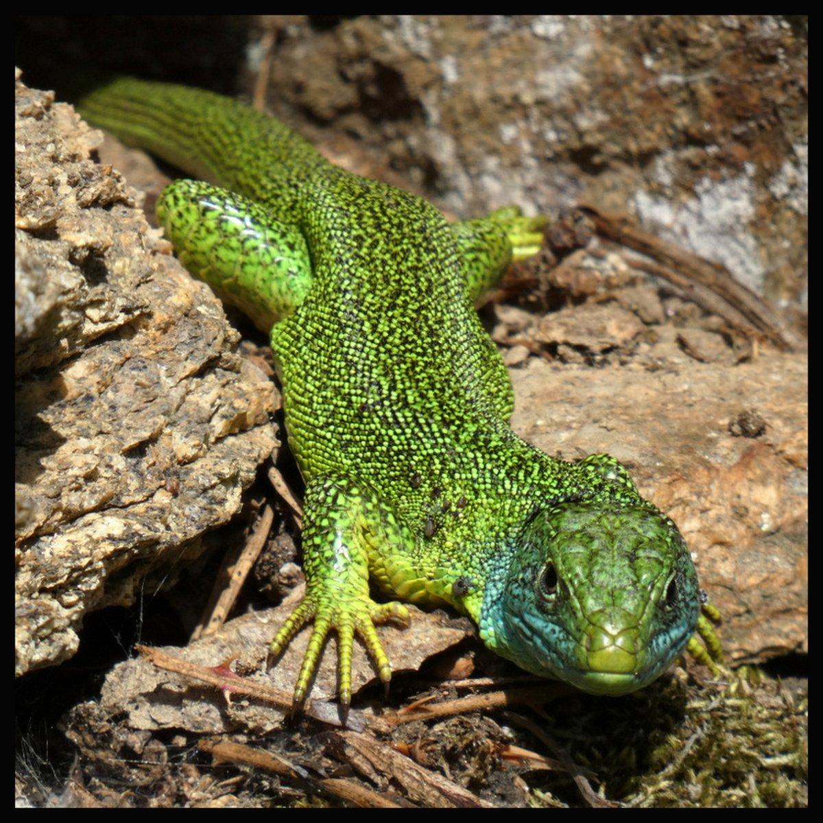 Lézard à 2 raies (sans raie)