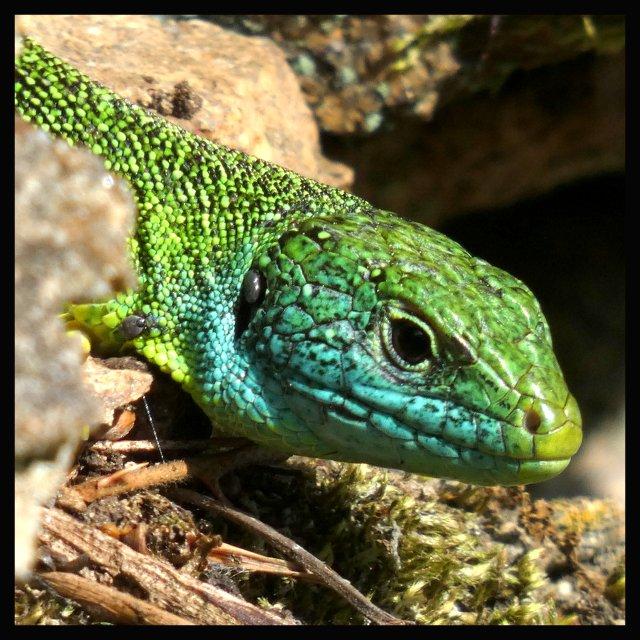 Lézard en gros plan