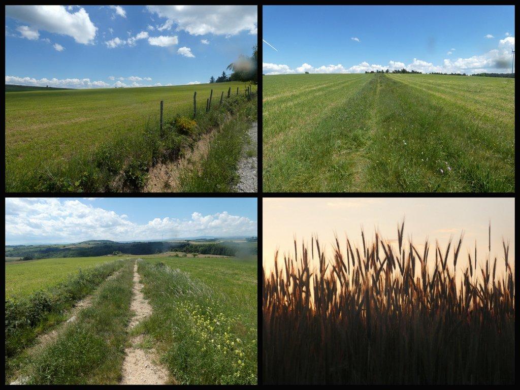 Agro-écosystème dégradé